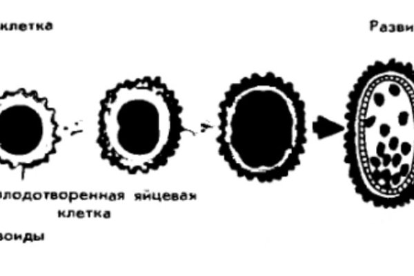 Вход кракен