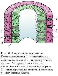 Кракен онион тор